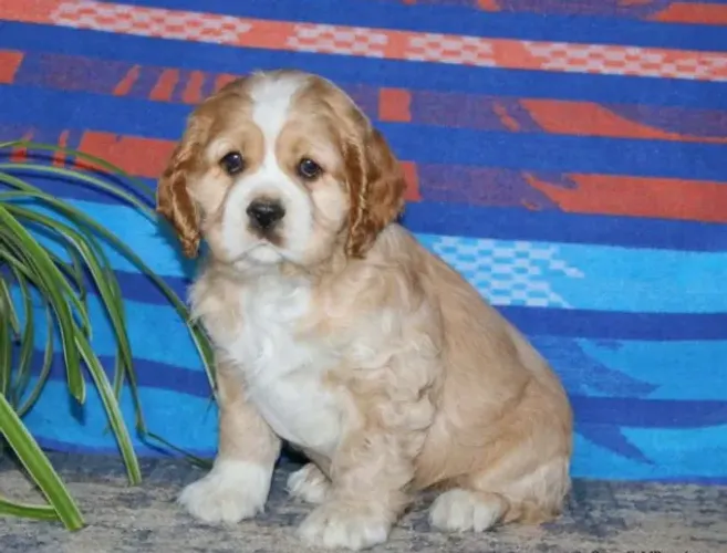 Cocker Spaniel Inglês - últimos filhotes disponíveis