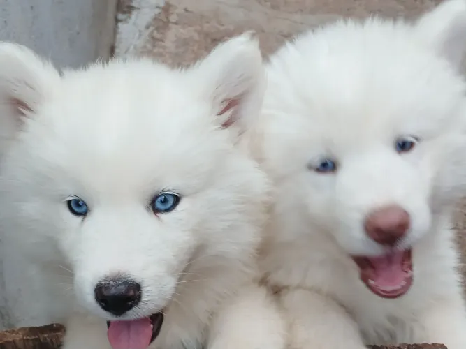 Vendo filhote Husky siberiano 