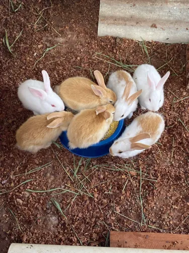 Coelhos filhotes