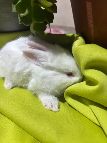 Coelho