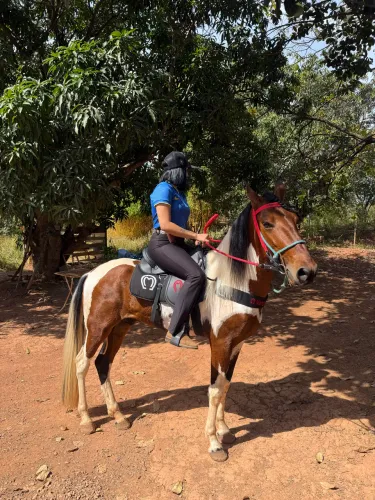Vende se cavalo da raça campolina