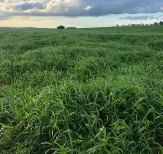 Fazenda Diferenciada 300 hectares entre Porangatu Novo Planalto São Miguel do Araguaia