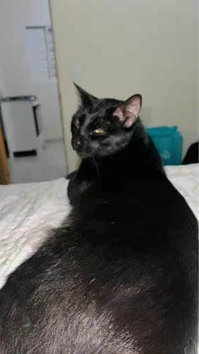 Doa gato castrado 