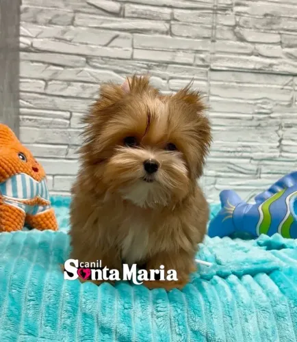Femea filhote Yorkshire Terrier GoldDust micro miniatura adestrada pedigree