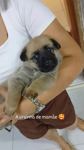 Cachorros da raça pastor alemão