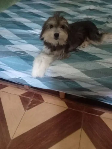 Animais de estimação 