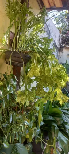 Plantas 