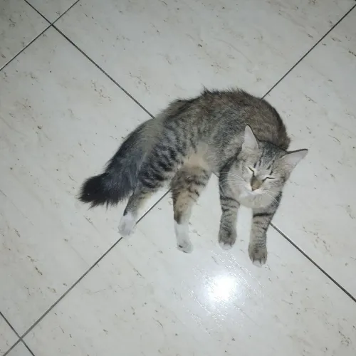 Doação de gato