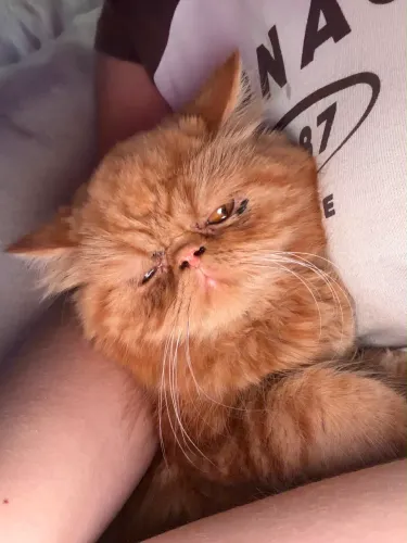 Gatos