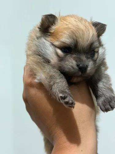 ? Filhotinha de Lulu da Pomerânia disponível ?