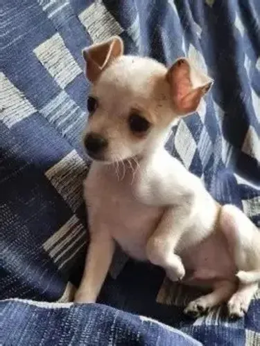 bem pequenos e espertos 