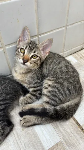 Gato filhote rajadinho
