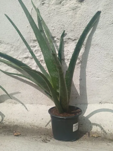 Muda de babosa - aloe vera 
