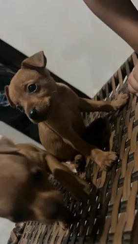 Pinscher macho