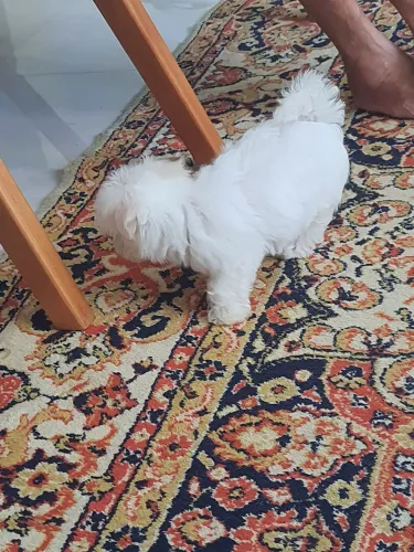 Maltês