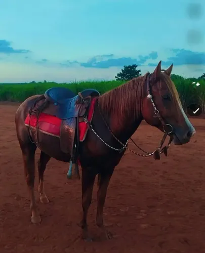 Vendo cavalo quarto de milha puro sangue