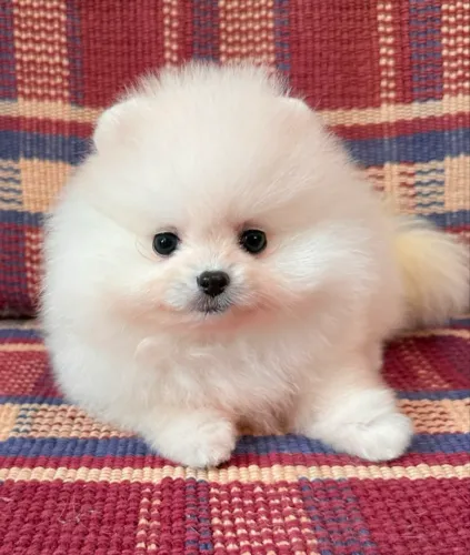 Cachorro Lulu da Pomerania Desconto Exclusivo Aproveite o adquira seu filhote