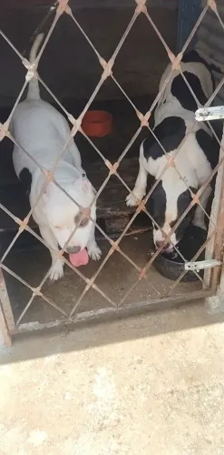 American Bully Standard