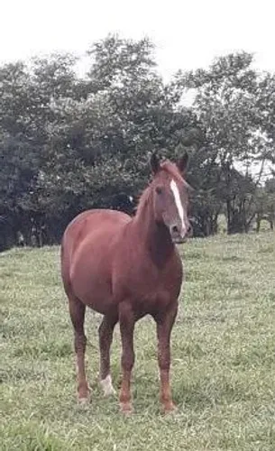 EGUA QM BRUTA