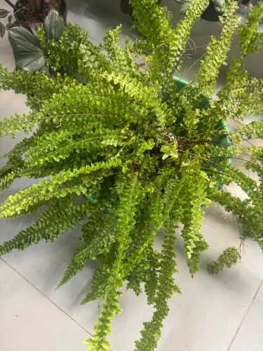 Samambaia rendada entouceirada