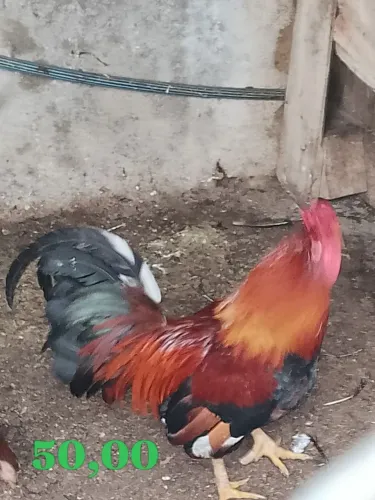 Vendo 3 galos