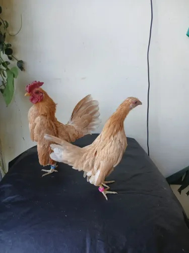 Vende se casal de sebrathe camurça cruzado com serama