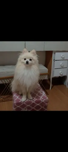 Spitz alemão macho 