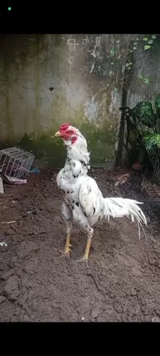 Frango de raça