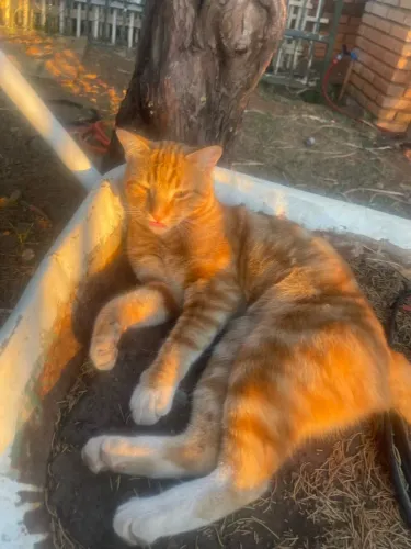 Doação de gato laranja lindo