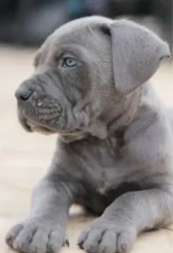 Cane corso