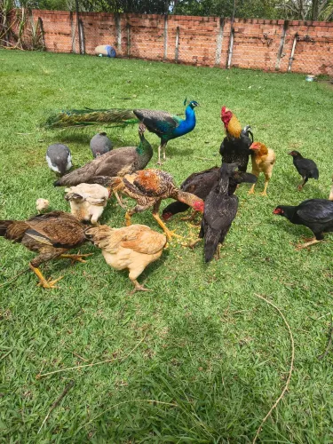 14 galinhas mestiça de índio gigante 