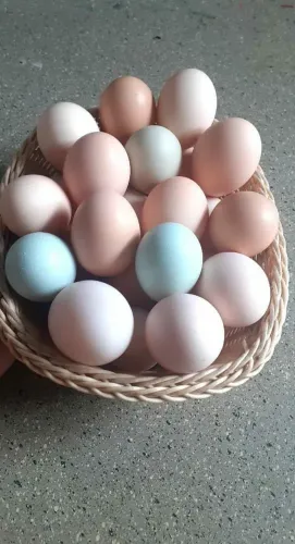 Ovos de galinha GLC