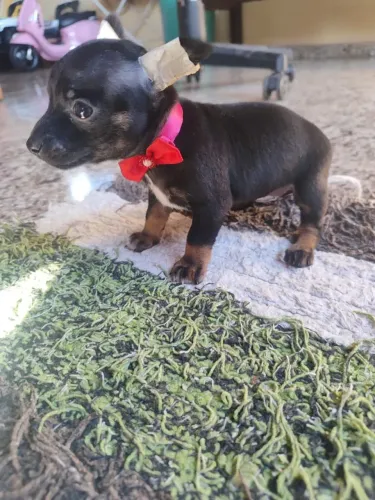 Duas lindas fêmeas de pinscherr 0 Black in tan e caramelo com garantia e procedência 