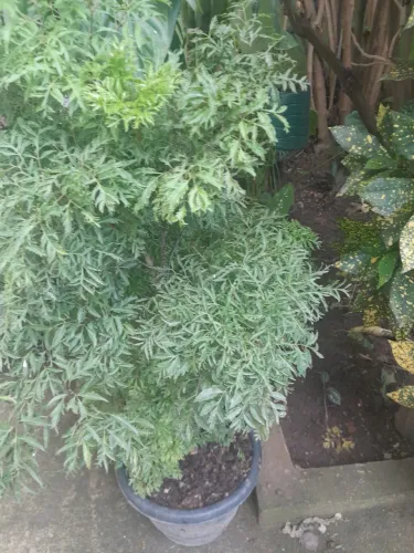 Plantas 