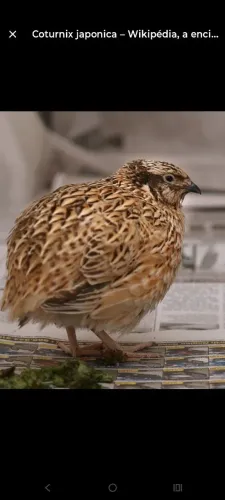 VENDO CODORNAS POEDEIRAS!