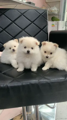 Filhotes Machos de Lulu da Pomerânia Spitz Alemão - Padrão Fox - Cor Branco