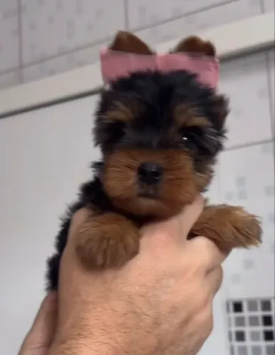 Yorkshire terrier / filhotes com entrega imediata ¿ machos e femeas*