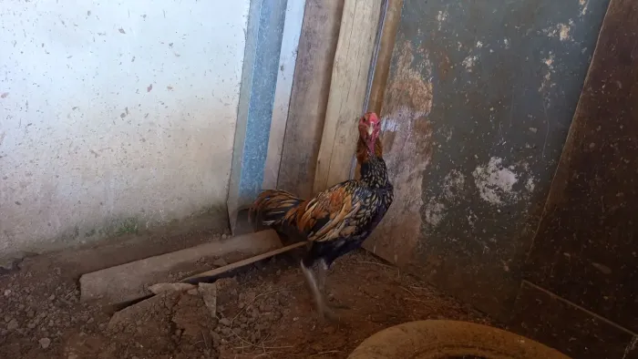 Frango indio