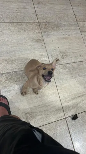 doando cachorro macho