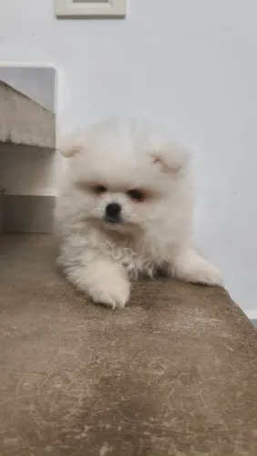 Spitz alemão