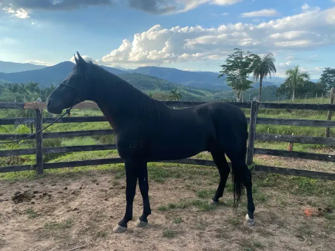 Cavalo Marchador Preto Muito Bonito e Estruturado