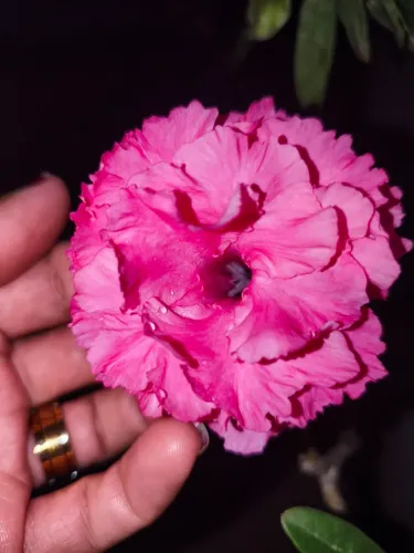 Rosa do deserto 