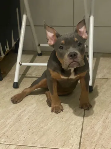 American bully fêmea Triblue 
