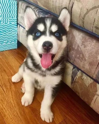 Husky Siberiano Coração que late felicidade