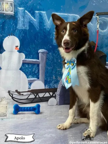 Cachorro Border collie 