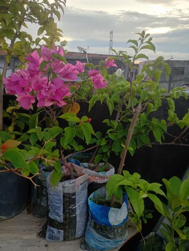 Mudas de plantas
