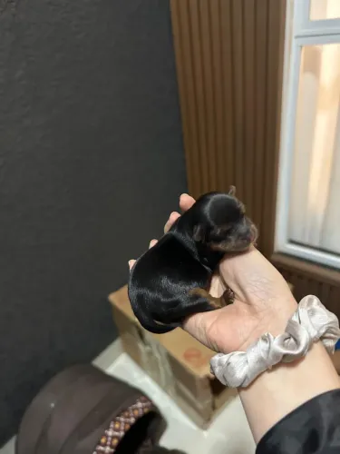 Filhote de yorkshire mini