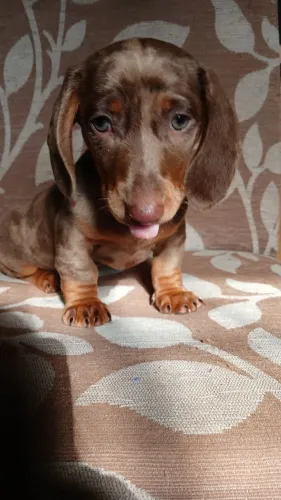 Vendo...FIlhote da Raca Salsichinha Arlequim Choco...MACHO.
