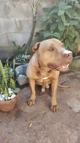 pitbull rednose procurando femia 