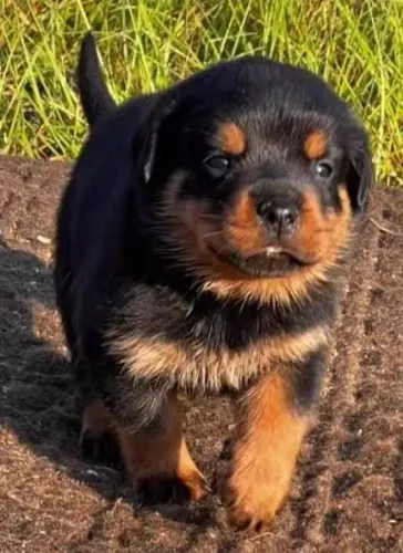 Rottweiler Filhotes Porte Diferenciado.